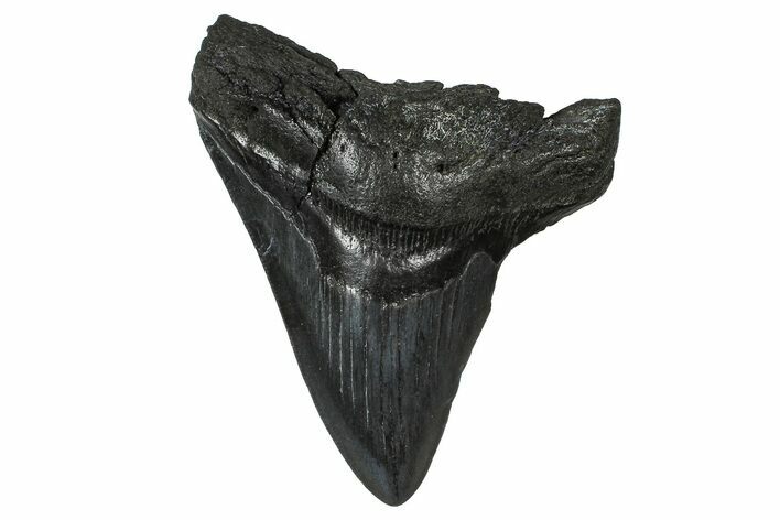 Fossil Megalodon Tooth - South Carolina #374769